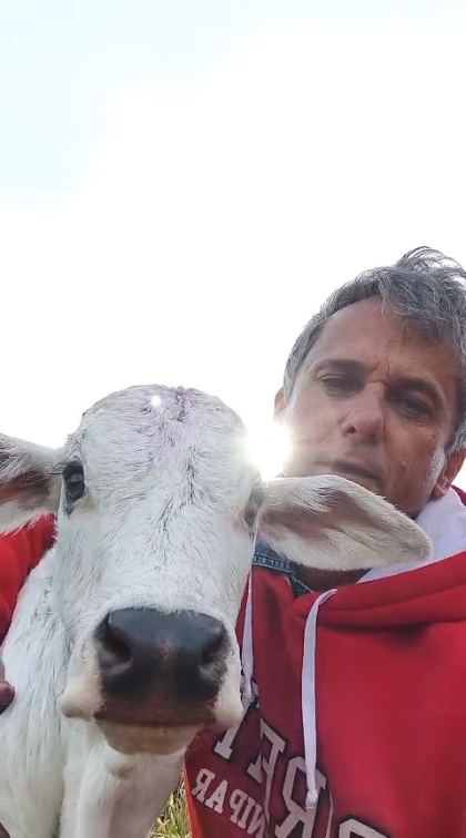 Agnaldo Baraldi no pasto ao lado de um bezerro