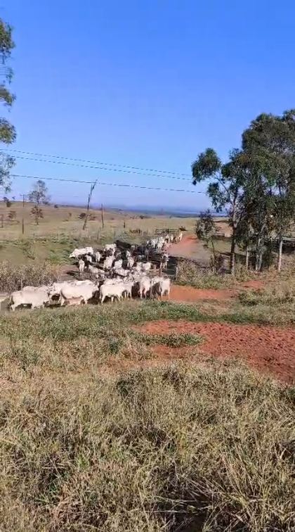 Rebanho no pasto da propriedade em Xambrê