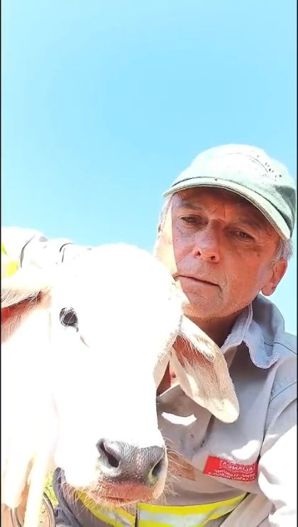 Agnaldo Baraldi com um bezerro nelore