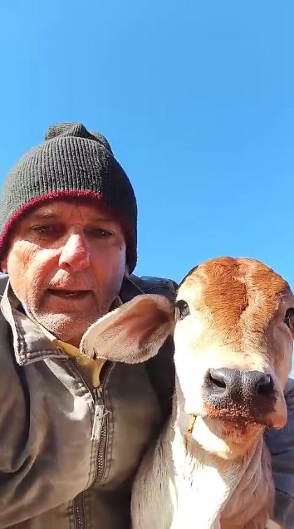 Agnaldo Baraldi com um bezerro no pasto